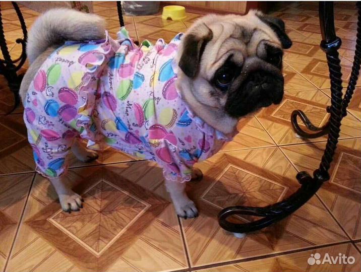 Пошив одежды для собак