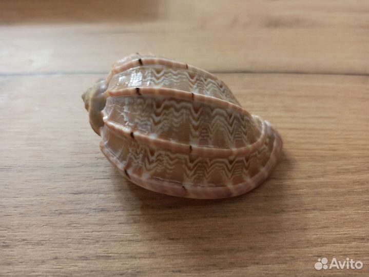 Морская раковина