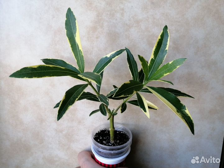 Олеандр ароматный махровый и др. пестролистные