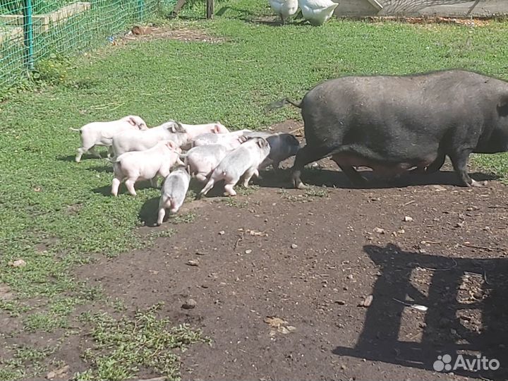 Продам вьетнамских поросят