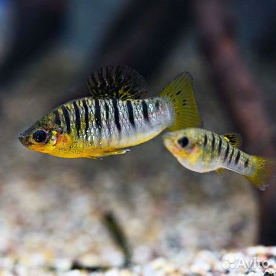 Продаю аквариумных рыбок