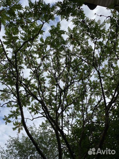 Саженцы сумах