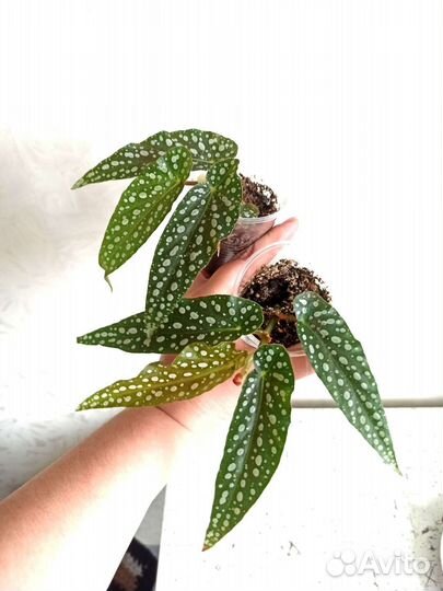 Бегония Макулата