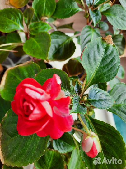 Бальзамин ванька мокрый