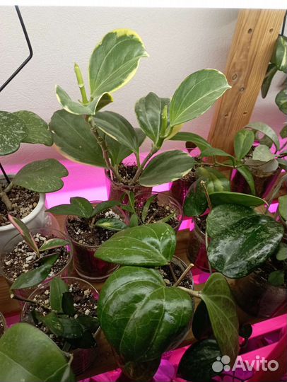 Хойи на срез