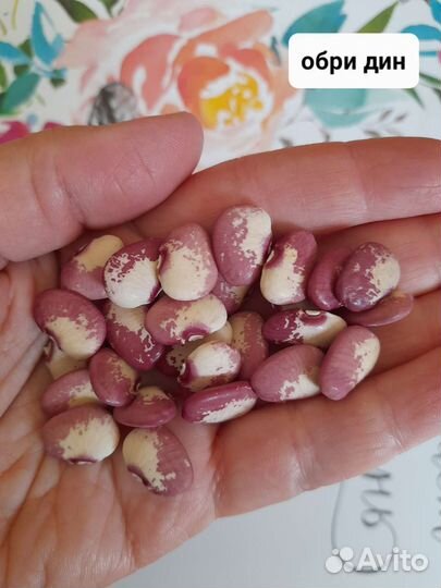 Лимская фасоль