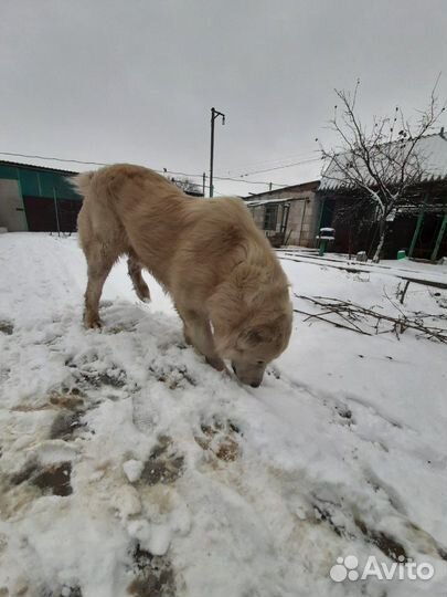 Вязка (не продаю)