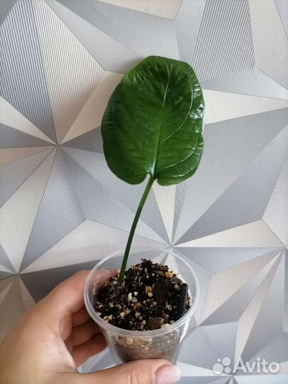 Амидриум медиум минт