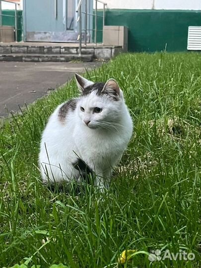 Ручная,новая брошенка-кошечка в опасности,нуж дом