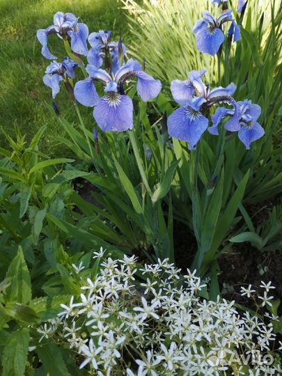 Многолетние цветы для сада, дачи, бадан, ирисы
