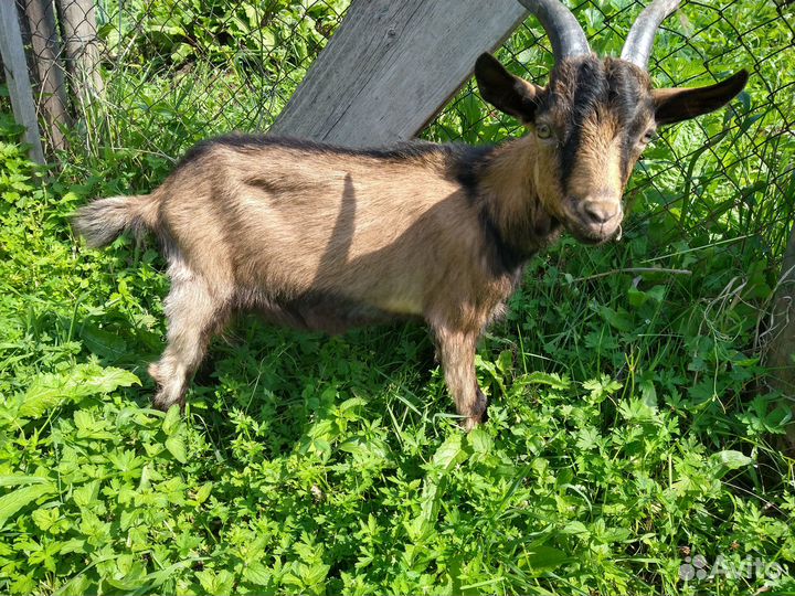 Козлята зааненская порода