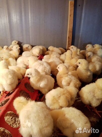 Цыпленок бройлера (Росс-308) Венгрия