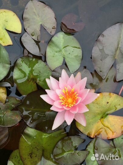 Водные растения (нимфея - водная лилия) в пруд