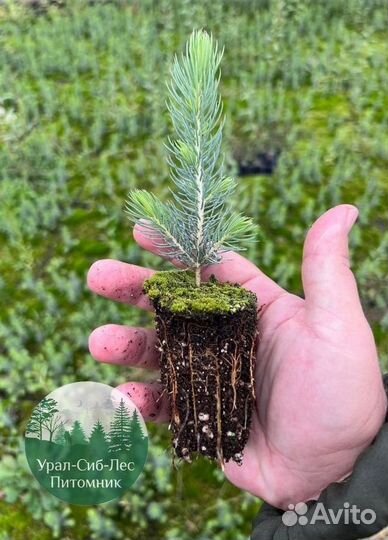 Зкс и окс Сосна Ель Лиственница сеянцы Голуб горн