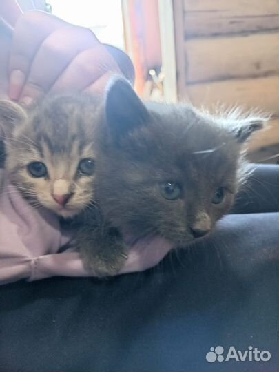 Котята в добрые руки даром