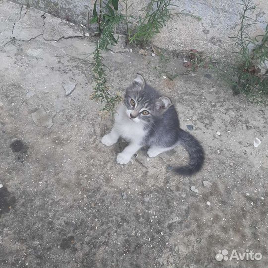 Кошка катята