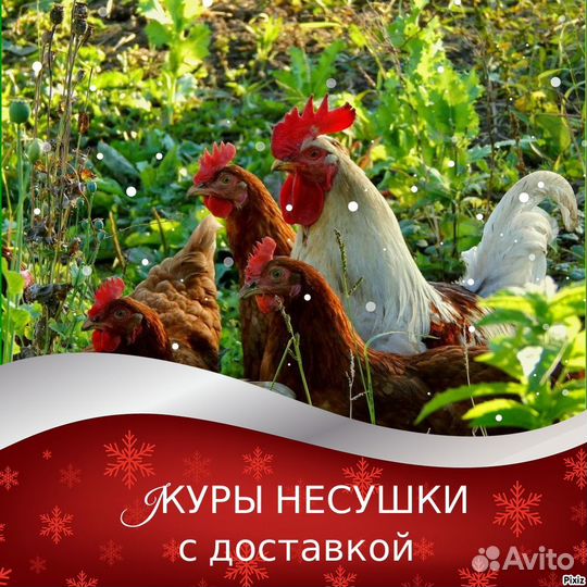 Куры подрощенные