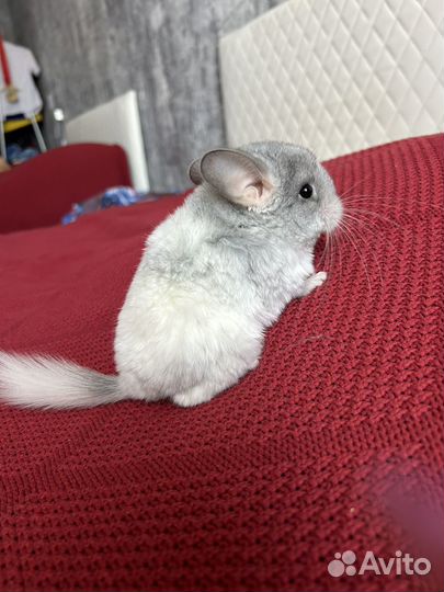 Шиншилла