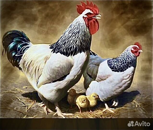 Цыплята Адлерская Серебристая