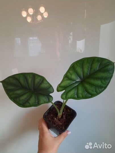 Алоказии, антуриум, филодендрон, сциндапсус