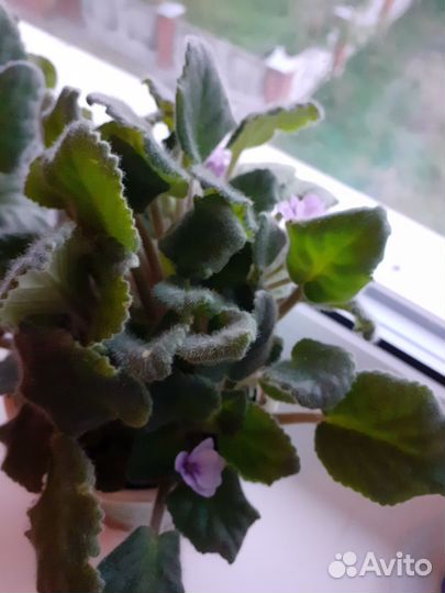 Домашние цветы