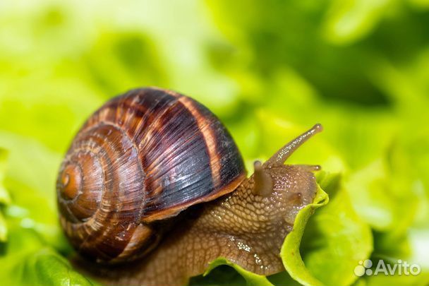 Улитки виноградные
