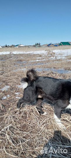 Кобель рел для вязки