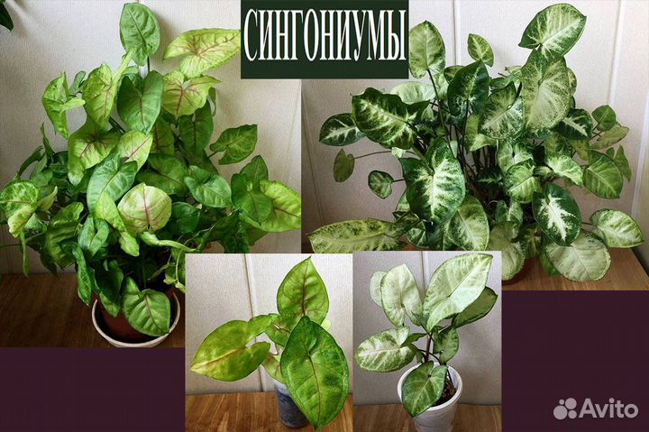 Эписции,плющ,сингониум,эсхинант,стрептокар.,кросса