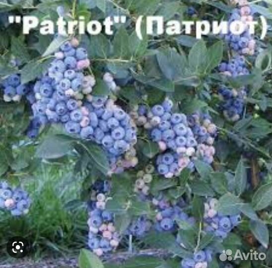 Саженцы голубики 2 летние