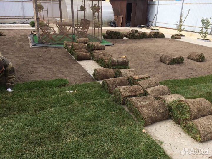 Устройство рулонного газона