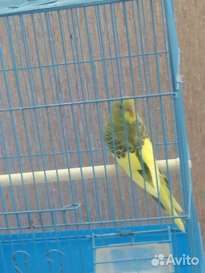 Волнистые попугаи