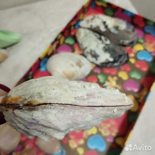 Ракушки для аквариума, творчества