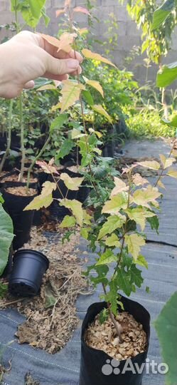 Клен гиннала