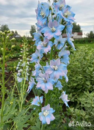 Цветы для сада многолетние