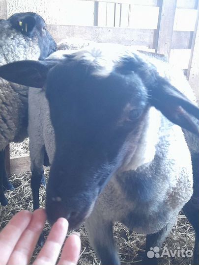 Романовские овцы.Матки,ярки,бараны