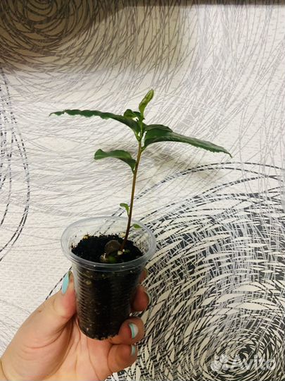 Камелия китайская или чайный куст