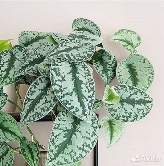 Сциндапсус пиктус треби