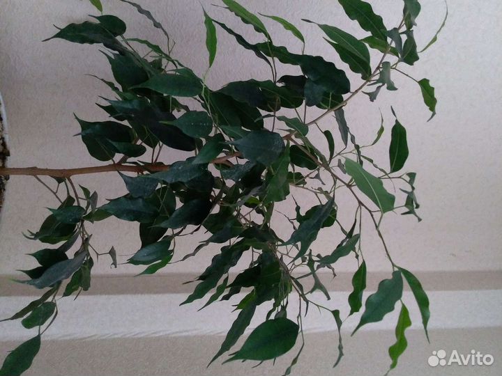 Фикус Бенджамина, денежное дерево, спатифилум