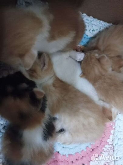 Котята в добрые руки