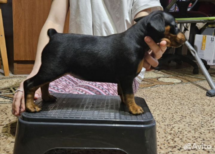 Щенки цвергпинчера