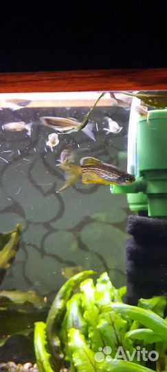 Данио леопардовые