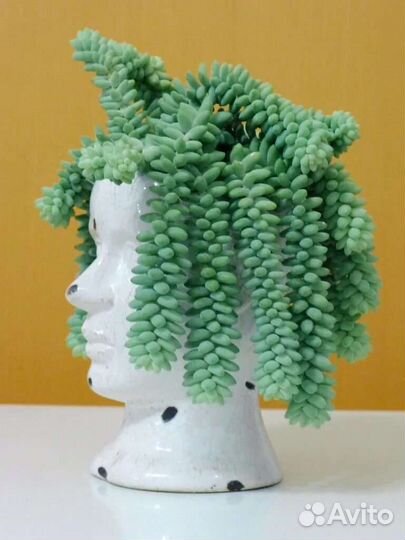 Очиток буррито