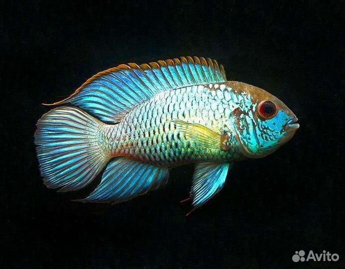 Скалярия, нанокара, золотая рыбка, телескоп