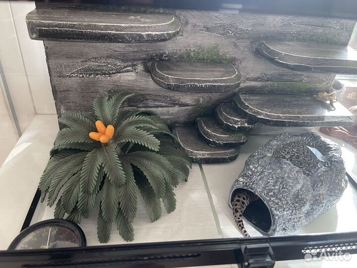 Эублефар самец