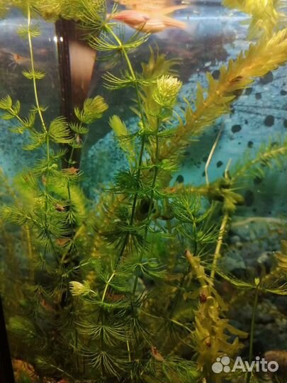 Креветки, улитки катушки