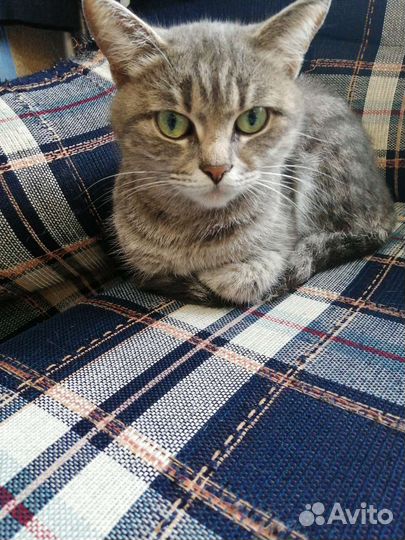 Кошка в добрые руки