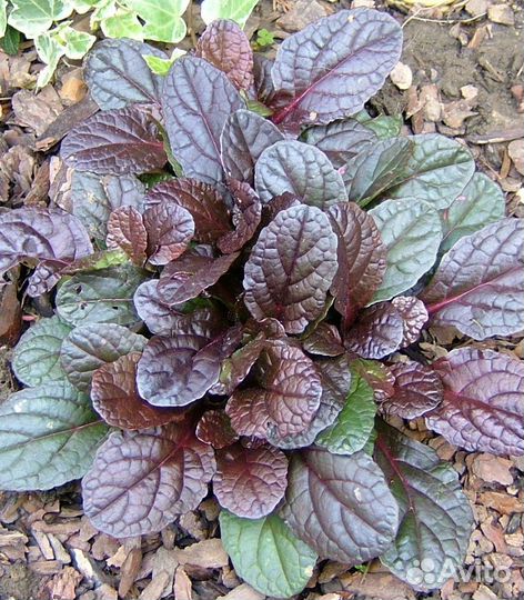 Живучка ползучая Атропурпуреа