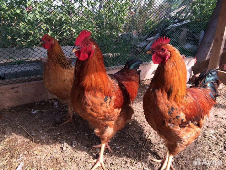 Молодые петухи