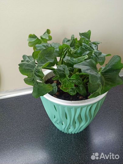 Филодендрон Атом