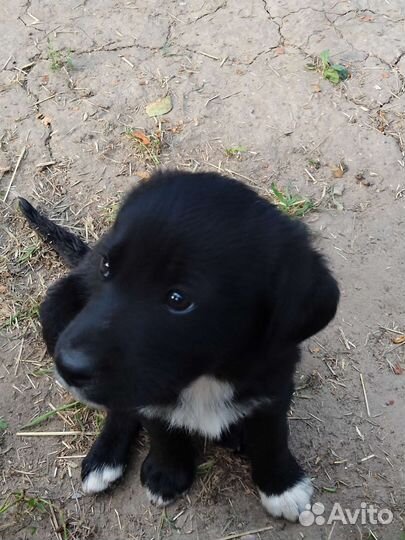 Щенки лабрадора, метисы